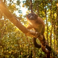 lemur červenobřichý - Eulemur rubriventer