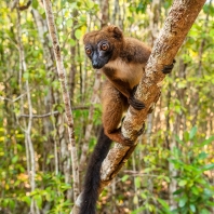 lemur červenobřichý - Eulemur rubriventer