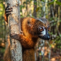 lemur červenobřichý - Eulemur rubriventer