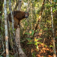 lemur červenobřichý - Eulemur rubriventer