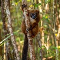 lemur červenobřichý - Eulemur rubriventer