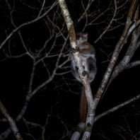 lemurovití (noční) - Lepilemuridae 