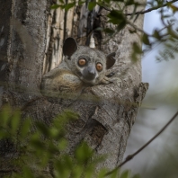 lemur drobný - Lepilemur ruficaudatus