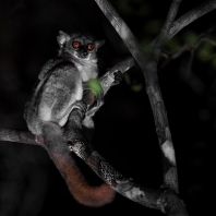 lemur drobný - Lepilemur ruficaudatus