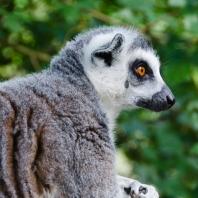 lemur kata - Lemur catta