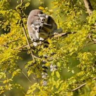 lemur kata - Lemur catta