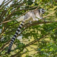 lemur kata - Lemur catta
