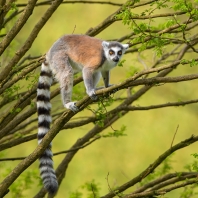 lemur kata - Lemur catta