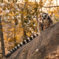 lemur kata - Lemur catta