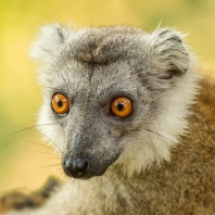 lemur korunkatý - Eulemur coronatus