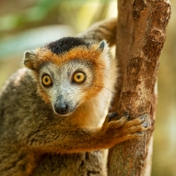 lemur korunkatý - Eulemur coronatus