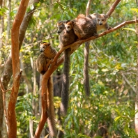 lemur korunkatý - Eulemur coronatus