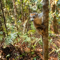 lemur korunkatý - Eulemur coronatus