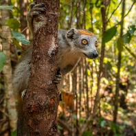 lemur korunkatý - Eulemur coronatus