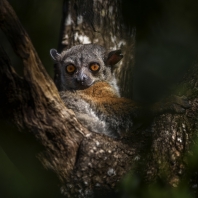 lemur Randrianasoleův - Lepilemur randrianasoli