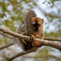 lemur rudočelý - Eulemur rufifrons