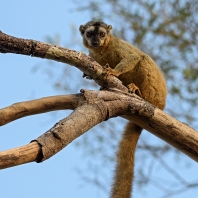 lemur rudočelý - Eulemur rufifrons