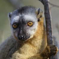 lemur rudočelý - Eulemur rufifrons