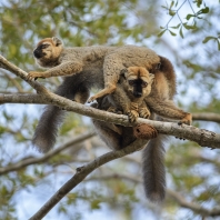 lemur rudočelý - Eulemur rufifrons