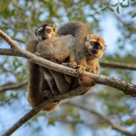 lemur rudočelý - Eulemur rufifrons