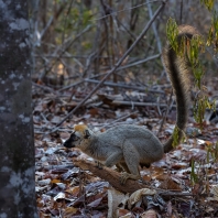 lemur rudočelý - Eulemur rufifrons