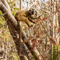 lemur rudočelý - Eulemur rufifrons