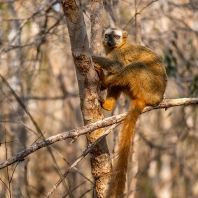 lemur rudočelý - Eulemur rufifrons