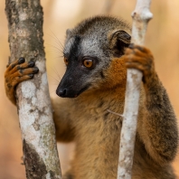 lemur rudočelý - Eulemur rufifrons