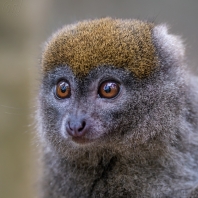 lemur šedý - Hapalemur griseus