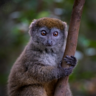 lemur šedý - Hapalemur griseus
