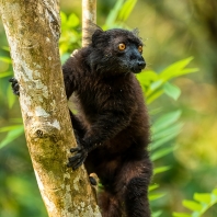 lemur tmavý - Eulemur macaco