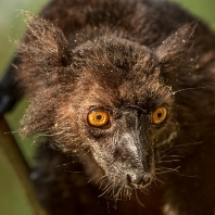 lemur tmavý - Eulemur macaco