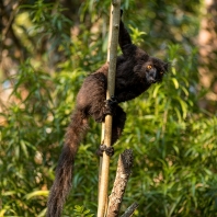 lemur tmavý - Eulemur macaco