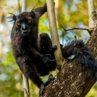 lemur tmavý - Eulemur macaco