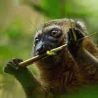 lemur zlatý - Hapalemur aureus