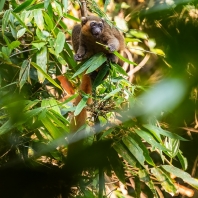 lemur zlatý - Hapalemur aureus