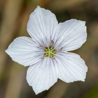len tenkolistý - Linum tenuifolium