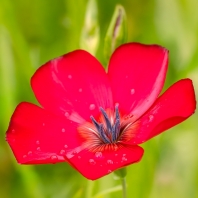 len velkokvětý - Linum grandiflorum