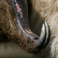 lenochod dvouprstý - Choloepus didactylus