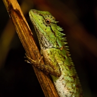 lepoještěr mramorovaný - Calotes emma