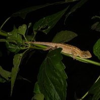 lepoještěr pestrý - Calotes versicolor