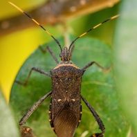 Leptoglossus gonagra