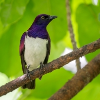 leskoptev bělobřichá - Cinnyricinclus...