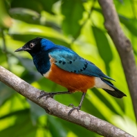 leskoptev nádherná - Lamprotornis superbus