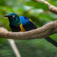 leskoptev zlatoprsá - Lamprotornis regius