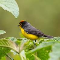 lesňáček brýlový - Myioborus melanocephalus