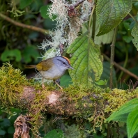 lesňáček korunkatý - Myiothlypis coronata
