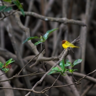 lesňáček žlutý - Setophaga petechia