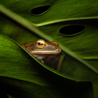 létavka obecná - Polypedates leucomystax