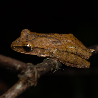 létavka obecná - Polypedates leucomystax